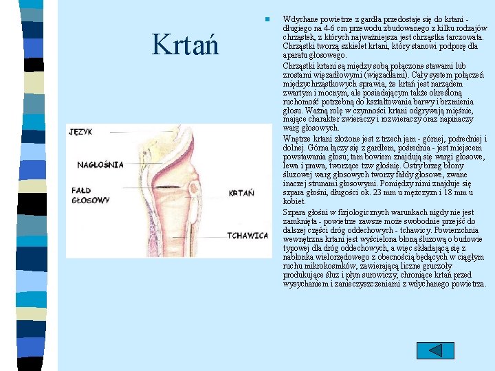 n Krtań Wdychane powietrze z gardła przedostaje się do krtani długiego na 4 -6