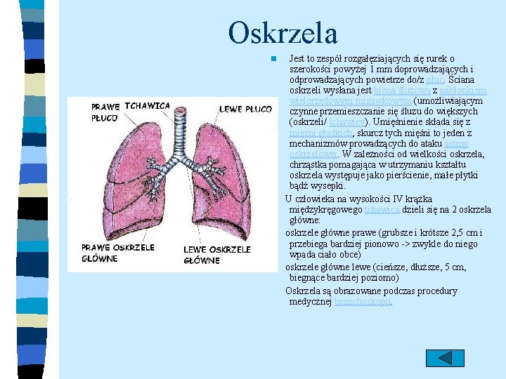 Oskrzela n Jest to zespół rozgałęziających się rurek o szerokości powyżej 1 mm doprowadzających