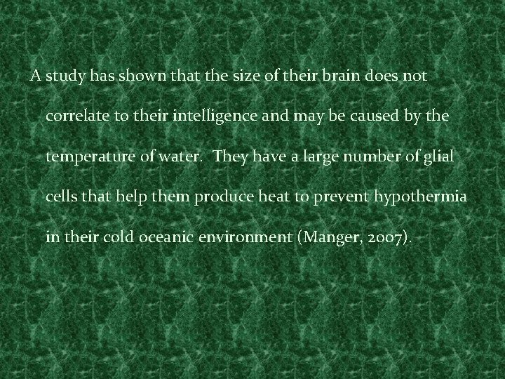 A study has shown that the size of their brain does not correlate to