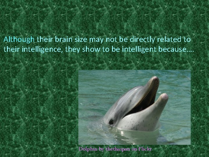Although their brain size may not be directly related to their intelligence, they show