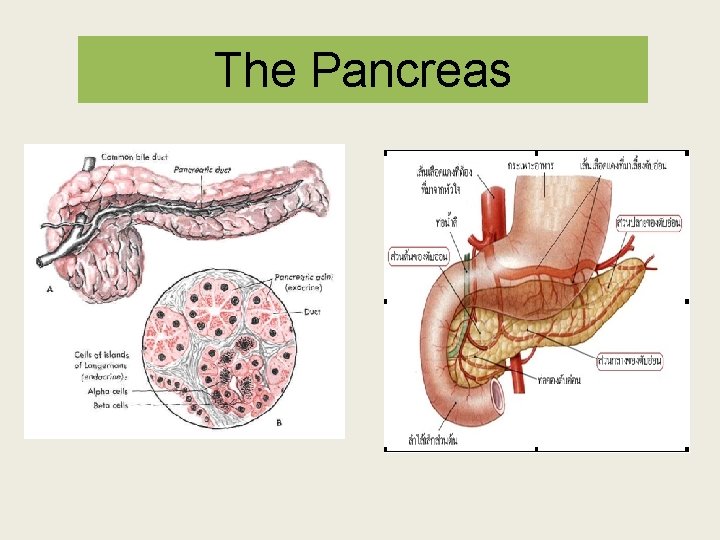 The Pancreas  The Pancreas