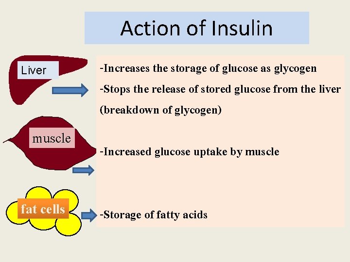 Action of Insulin Liver muscle fat cells -Increases the storage of glucose as glycogen Action of Insulin Liver muscle fat cells -Increases the storage of glucose as glycogen