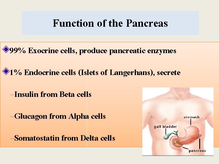 Function of the Pancreas 99% Exocrine cells, produce pancreatic enzymes 1% Endocrine cells (Islets Function of the Pancreas 99% Exocrine cells, produce pancreatic enzymes 1% Endocrine cells (Islets