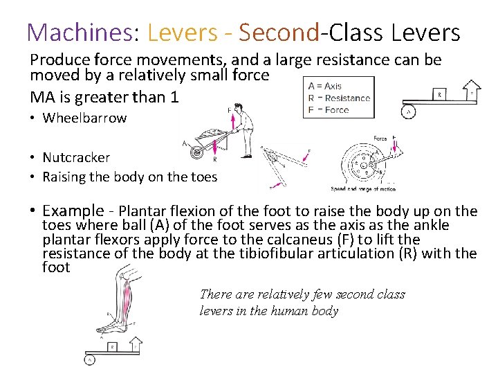 Machines: Levers - Second-Class Levers Produce force movements, and a large resistance can be