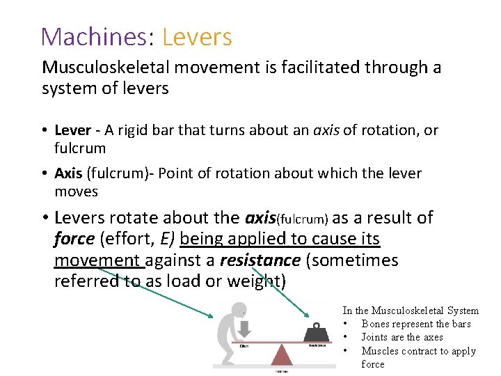 Machines: Levers Musculoskeletal movement is facilitated through a system of levers • Lever -