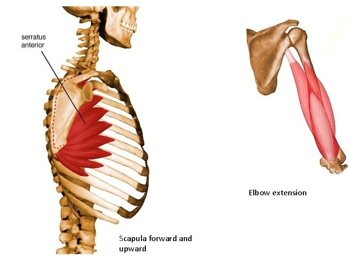 Elbow extension Scapula forward and upward 