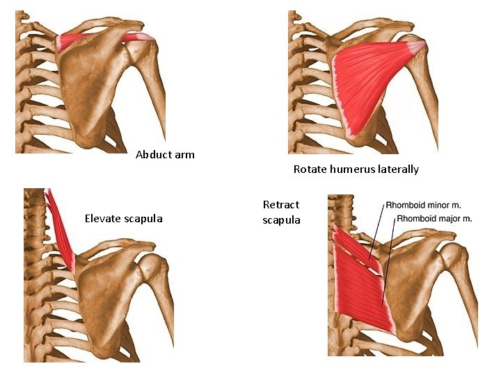 Abduct arm Elevate scapula Rotate humerus laterally Retract scapula 