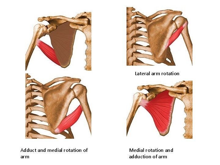 Lateral arm rotation Adduct and medial rotation of arm Medial rotation and adduction of