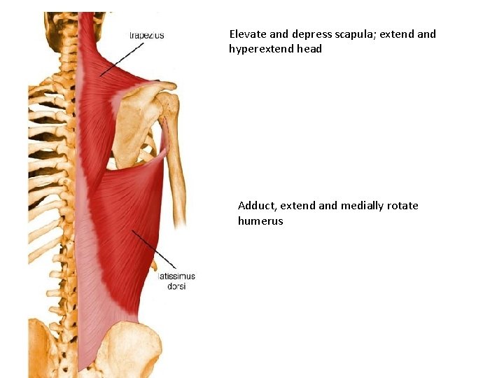 Elevate and depress scapula; extend and hyperextend head Adduct, extend and medially rotate humerus