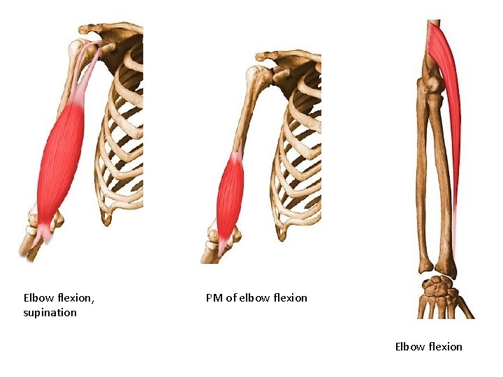 Elbow flexion, supination PM of elbow flexion Elbow flexion 