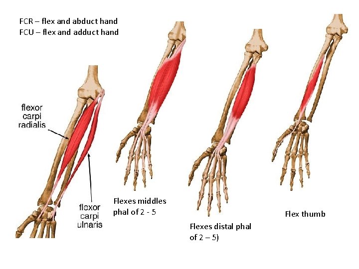 FCR – flex and abduct hand FCU – flex and adduct hand Flexes middles