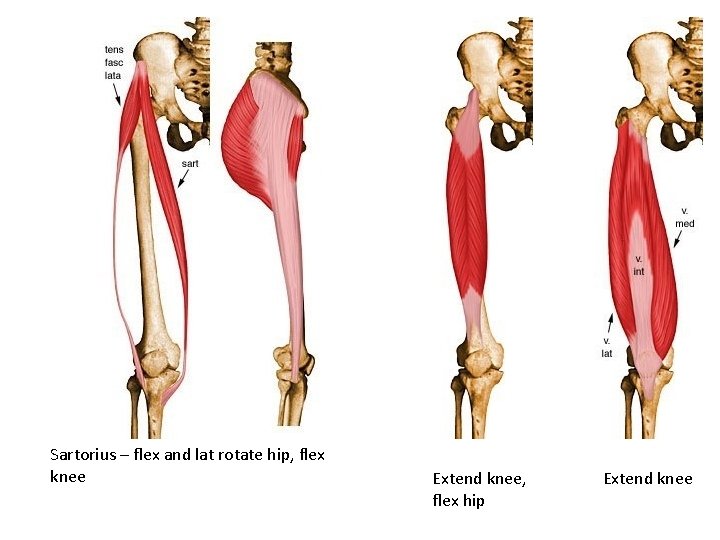 Sartorius – flex and lat rotate hip, flex knee Extend knee, flex hip Extend