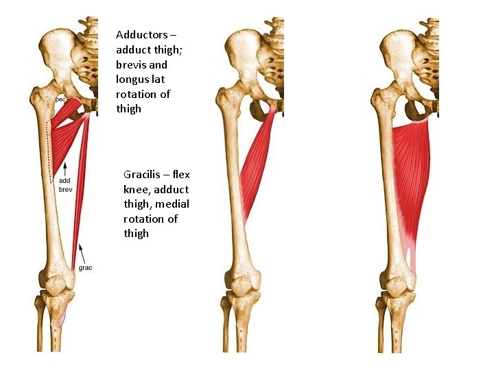 Adductors – adduct thigh; brevis and longus lat rotation of thigh Gracilis – flex