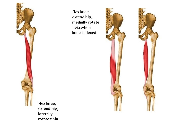 Flex knee, extend hip, medially rotate tibia when knee is flexed Flex knee, extend