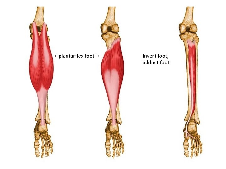 <-plantarflex foot -> Invert foot, adduct foot 