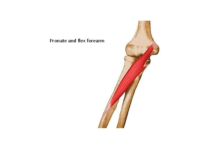 Pronate and flex forearm 