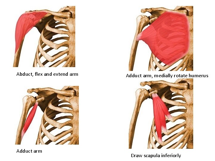 Abduct, flex and extend arm Adduct arm, medially rotate humerus Draw scapula inferiorly 