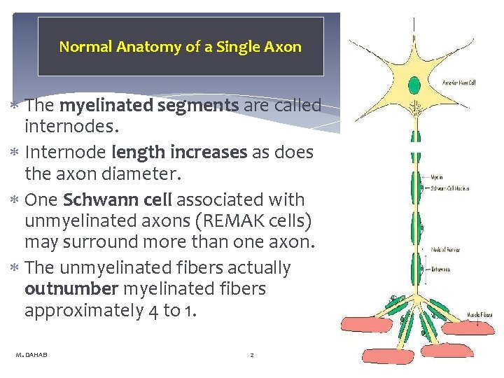 Normal Anatomy of a Single Axon The myelinated segments are called internodes. Internode length