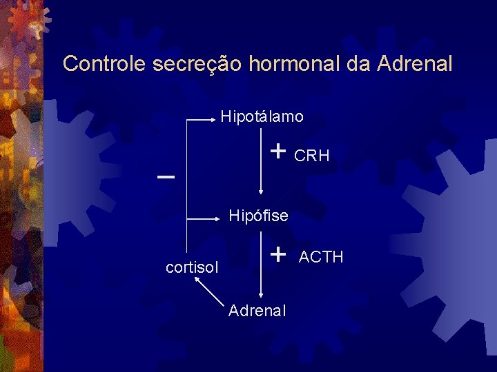 Controle secreção hormonal da Adrenal Hipotálamo _ + CRH Hipófise cortisol + Adrenal ACTH