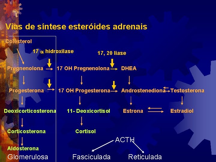 Vias de síntese esteróides adrenais Colesterol 17 a hidroxilase 17, 20 liase Pregnenolona 17