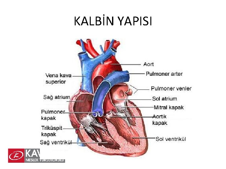 KALBİN YAPISI 