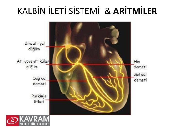 KALBİN İLETİ SİSTEMİ & ARİTMİLER 