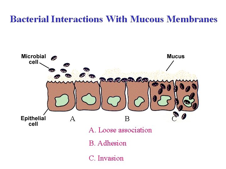 Bacterial Interactions With Mucous Membranes A B A. Loose association B. Adhesion C. Invasion