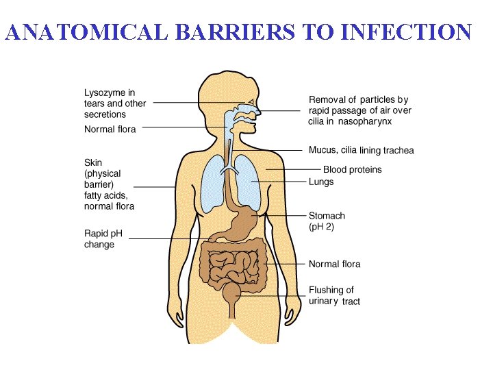 ANATOMICAL BARRIERS TO INFECTION 