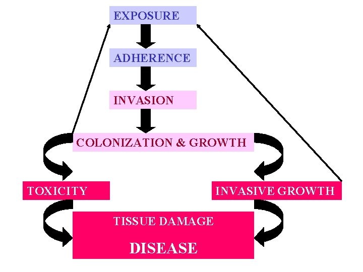 EXPOSURE ADHERENCE INVASION COLONIZATION & GROWTH TOXICITY INVASIVE GROWTH TISSUE DAMAGE DISEASE 