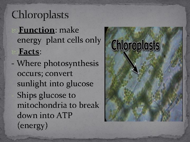 Chloroplasts Function: make energy plant cells only Facts: - Where photosynthesis occurs; convert sunlight