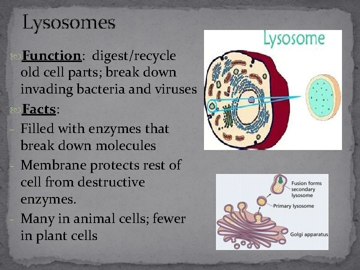 Lysosomes Function: digest/recycle old cell parts; break down invading bacteria and viruses Facts: -