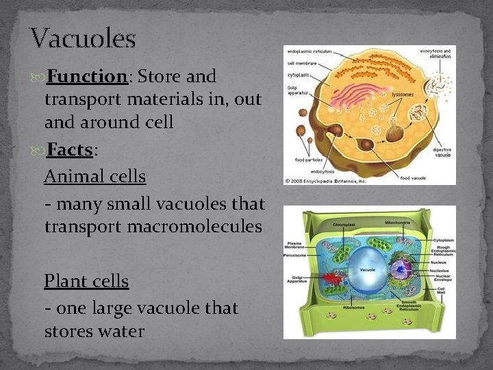 Vacuoles Function: Store and transport materials in, out and around cell Facts: Animal cells
