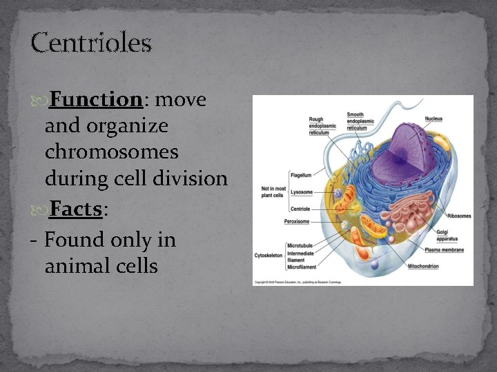 Centrioles Function: move and organize chromosomes during cell division Facts: - Found only in