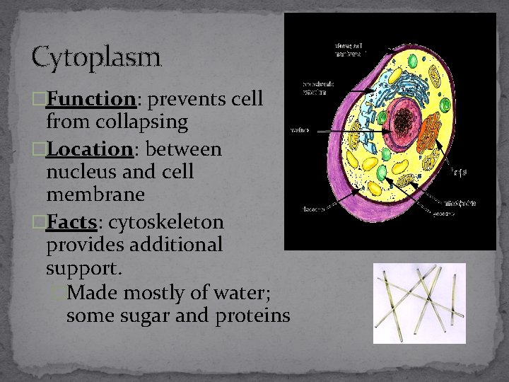 Cytoplasm �Function: prevents cell from collapsing �Location: between nucleus and cell membrane �Facts: cytoskeleton