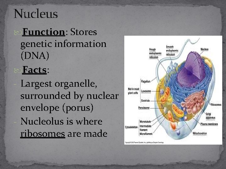 Nucleus Function: Stores genetic information (DNA) Facts: - Largest organelle, surrounded by nuclear envelope
