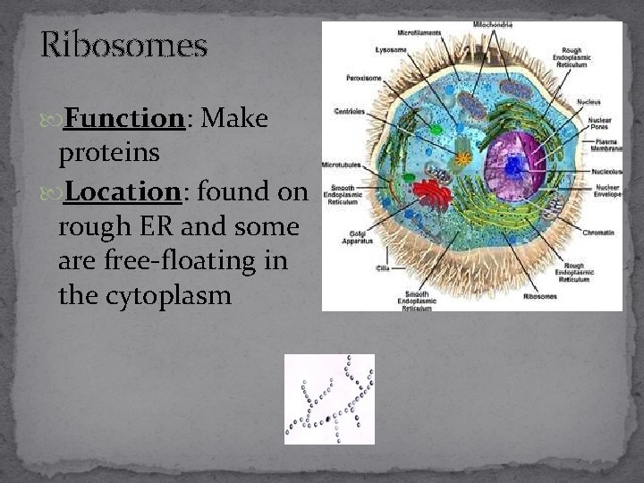 Ribosomes Function: Make proteins Location: found on rough ER and some are free-floating in