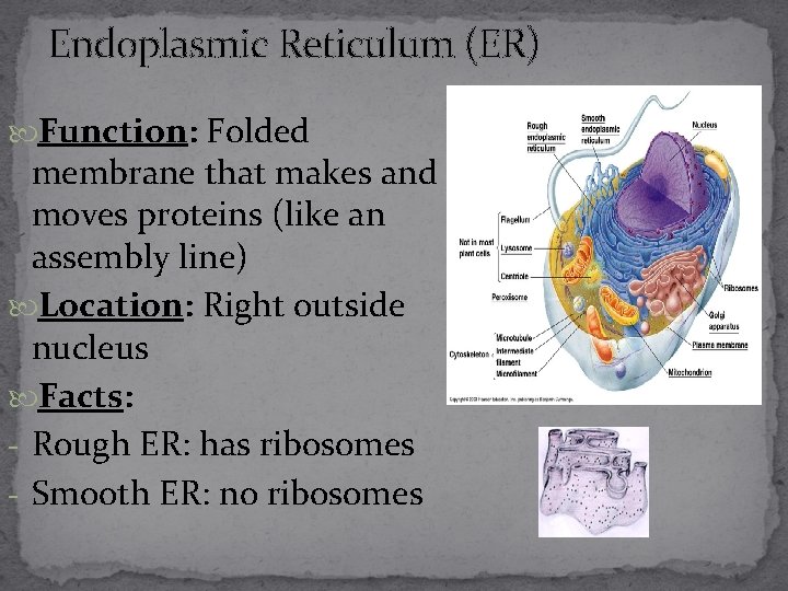 Endoplasmic Reticulum (ER) Function: Folded membrane that makes and moves proteins (like an assembly