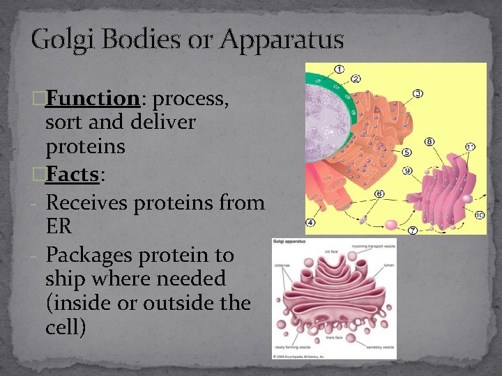 Golgi Bodies or Apparatus �Function: process, sort and deliver proteins �Facts: - Receives proteins