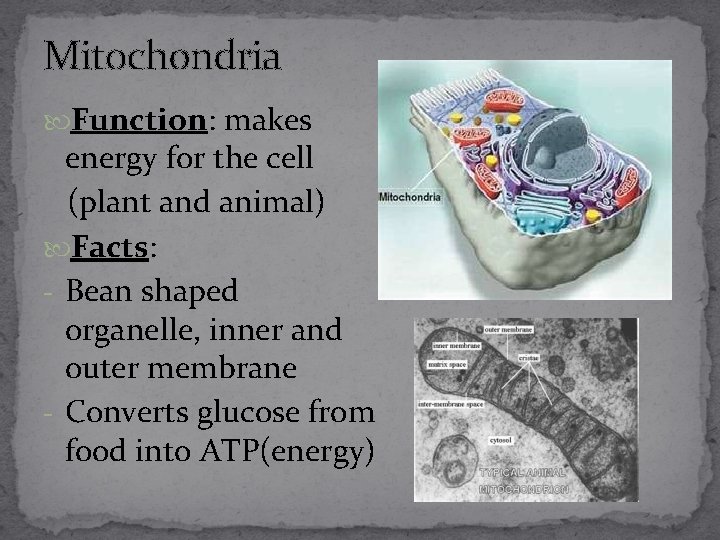 Mitochondria Function: makes energy for the cell (plant and animal) Facts: - Bean shaped