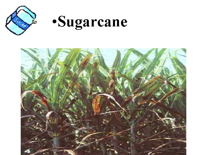  • Sugarcane 
