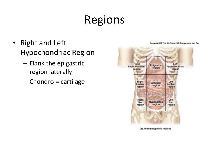 Regions • Right and Left Hypochondriac Region – Flank the epigastric region laterally –