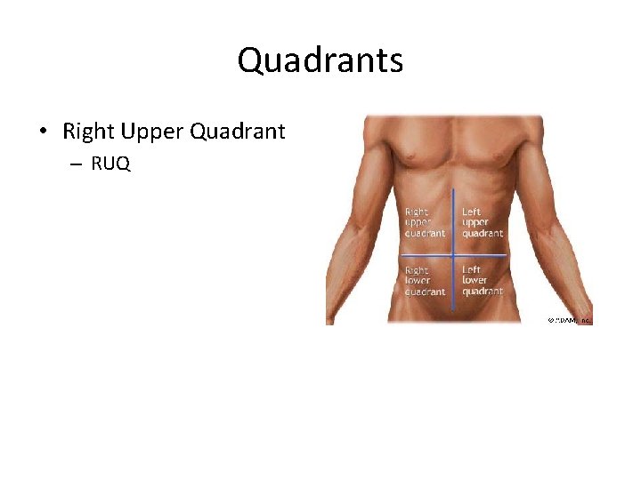 Quadrants • Right Upper Quadrant – RUQ 