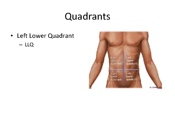 Quadrants • Left Lower Quadrant – LLQ 
