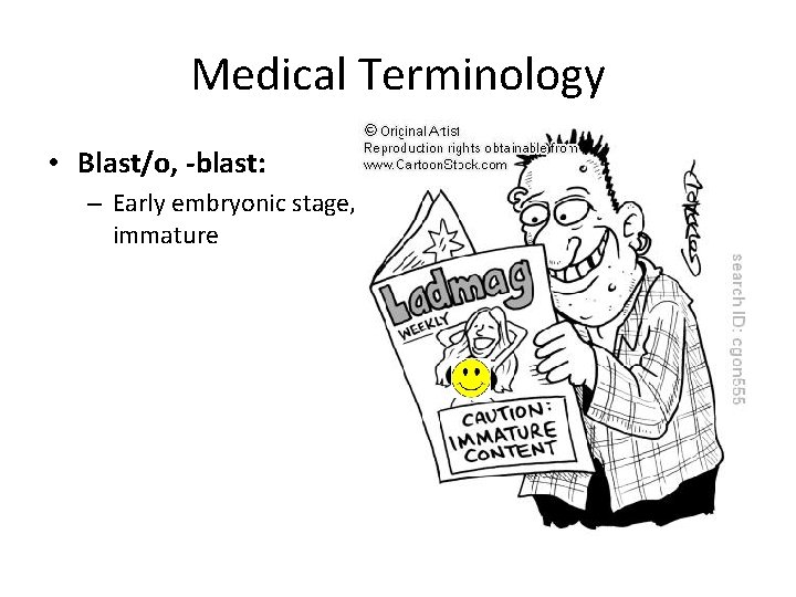Medical Terminology • Blast/o, -blast: – Early embryonic stage, immature 