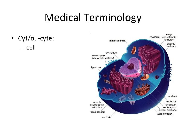 Medical Terminology • Cyt/o, -cyte: – Cell 