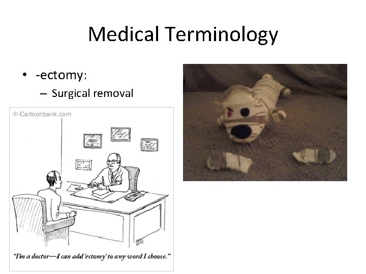 Medical Terminology • -ectomy: – Surgical removal 