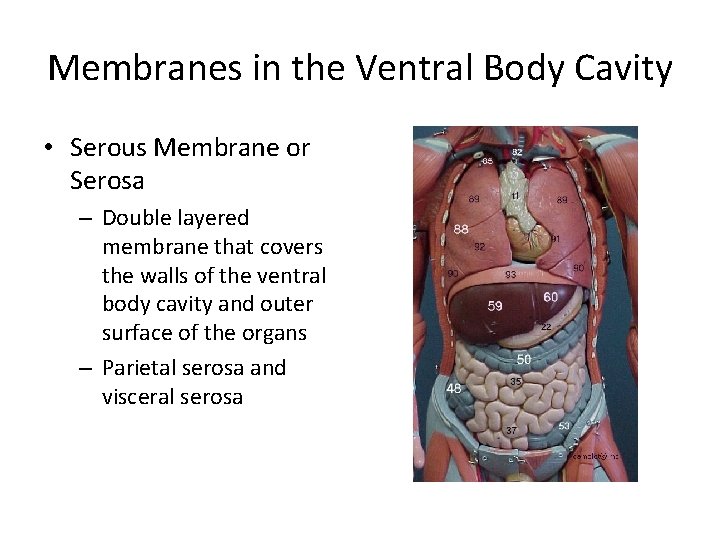 Membranes in the Ventral Body Cavity • Serous Membrane or Serosa – Double layered