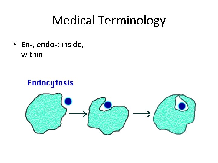 Medical Terminology • En-, endo-: inside, within 