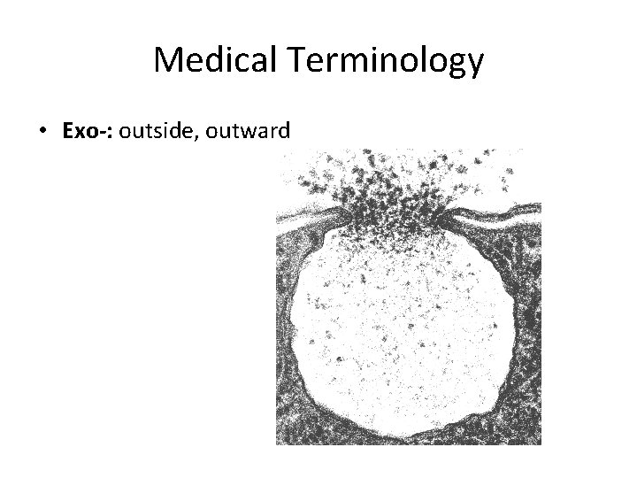 Medical Terminology • Exo-: outside, outward 