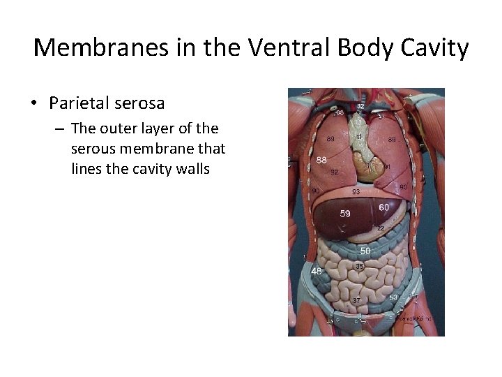 Membranes in the Ventral Body Cavity • Parietal serosa – The outer layer of